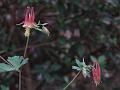 Flowers 004